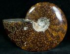 Cleoniceras Ammonite Fossil - Madagascar #7362-1